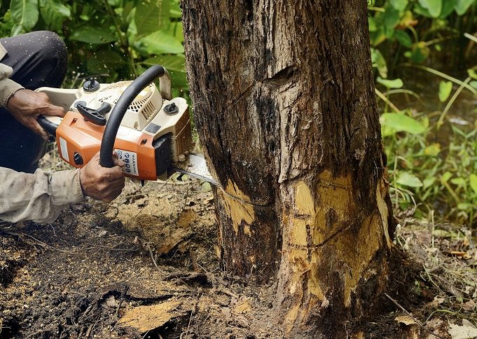 Learn How To Cut Down A Tree With A Chainsaw